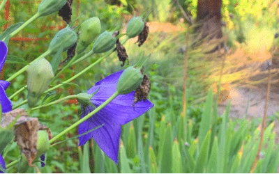 The Messy Garden